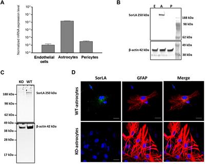 SorLA in astrocytes regulates blood-brain barrier integrity